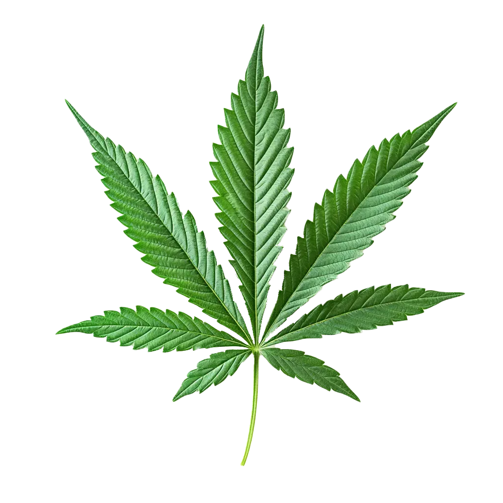 Grünes Cannabisblatt mit sieben spitzen Blättchen.