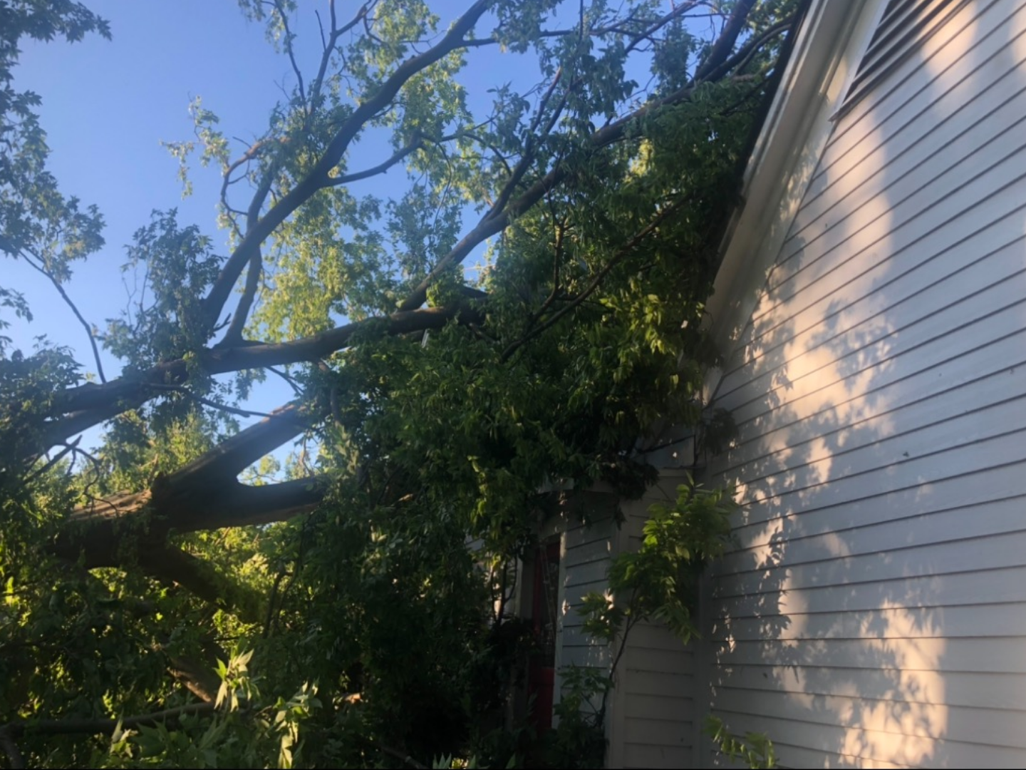 A large tree branch rests on the side of a white house, blocking part of the roof.