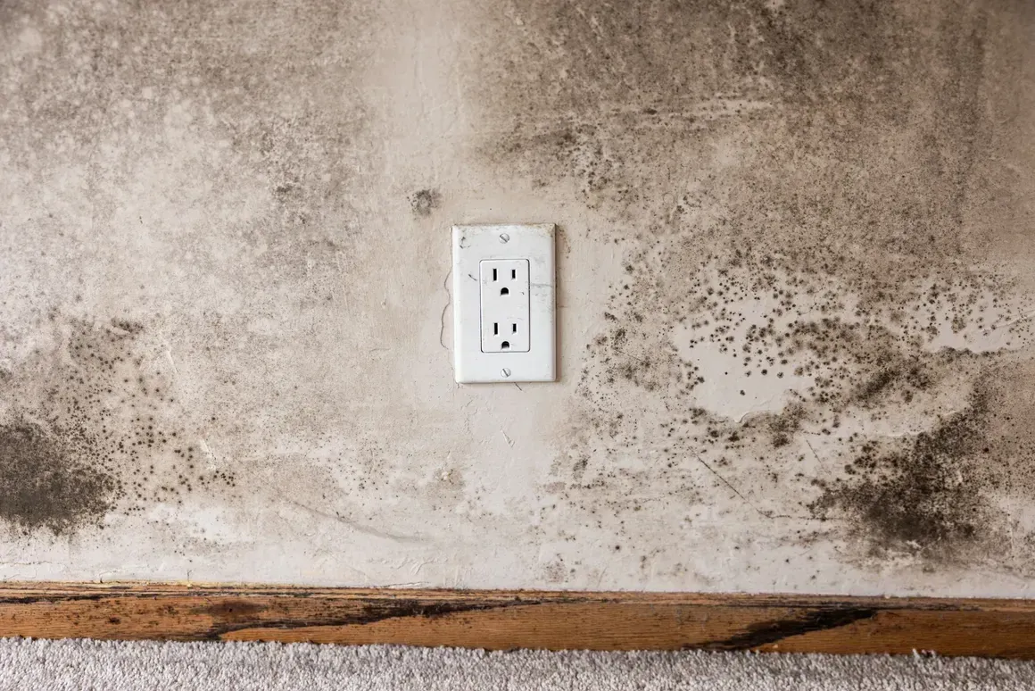 A wall with extensive black mold growth around an electrical outlet and along the baseboard.