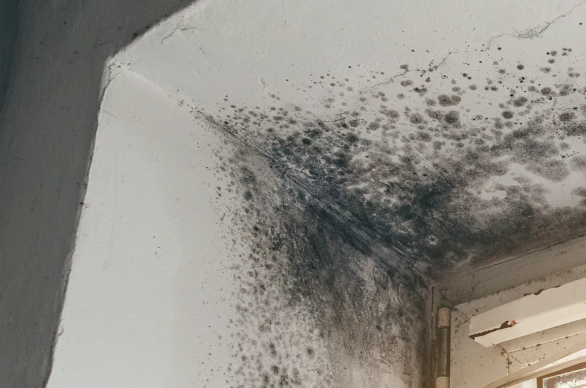 Black mold growth spreads across the corner of a white ceiling near a window.