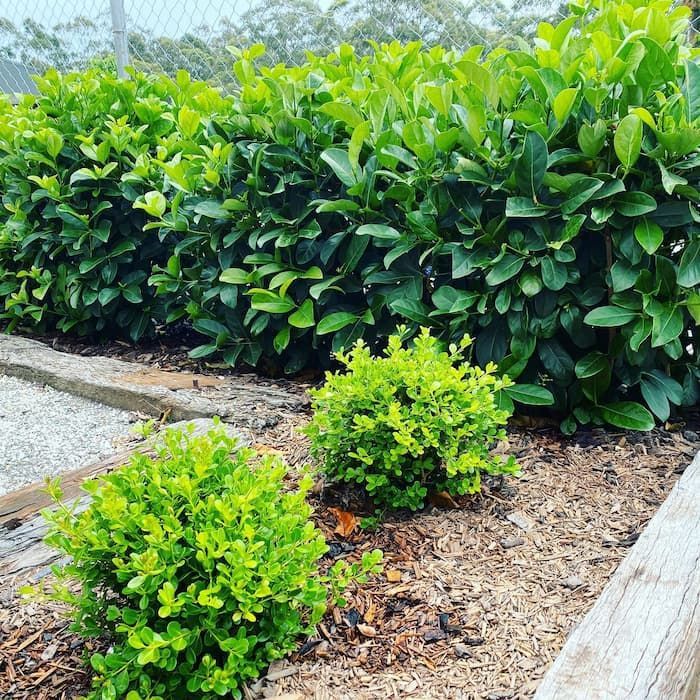 A Bush With Green Leaves Is Growing In A Garden Next To A Fence — Schutz Landscape and Garden Supplies in Tomerong, NSW
