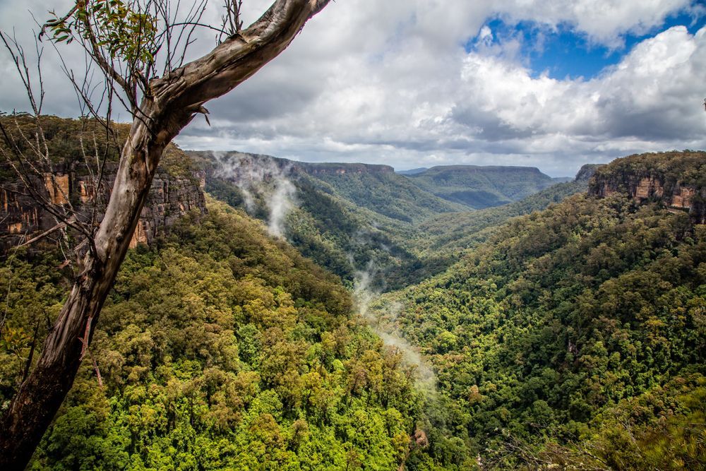 A Tree Is Hanging Over A Lush Green Valley Surrounded By Mountains — Schutz Landscape and Garden Supplies in Kangaroo Valley, NSW