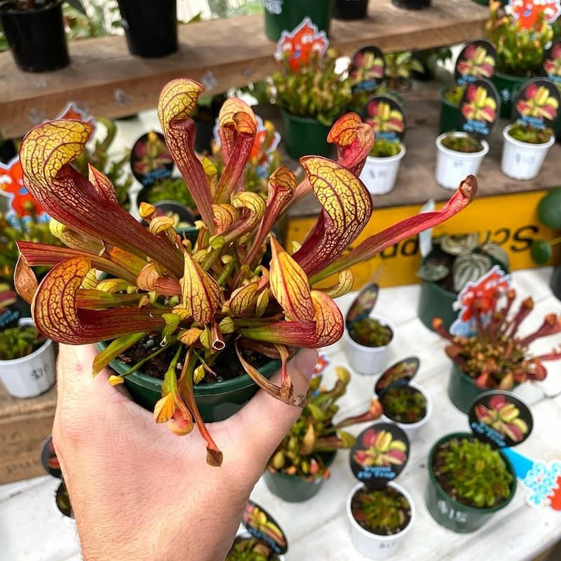 A Person Is Holding A Pitcher Plant In Their Hand — Schutz Landscape and Garden Supplies in Tomerong, NSW