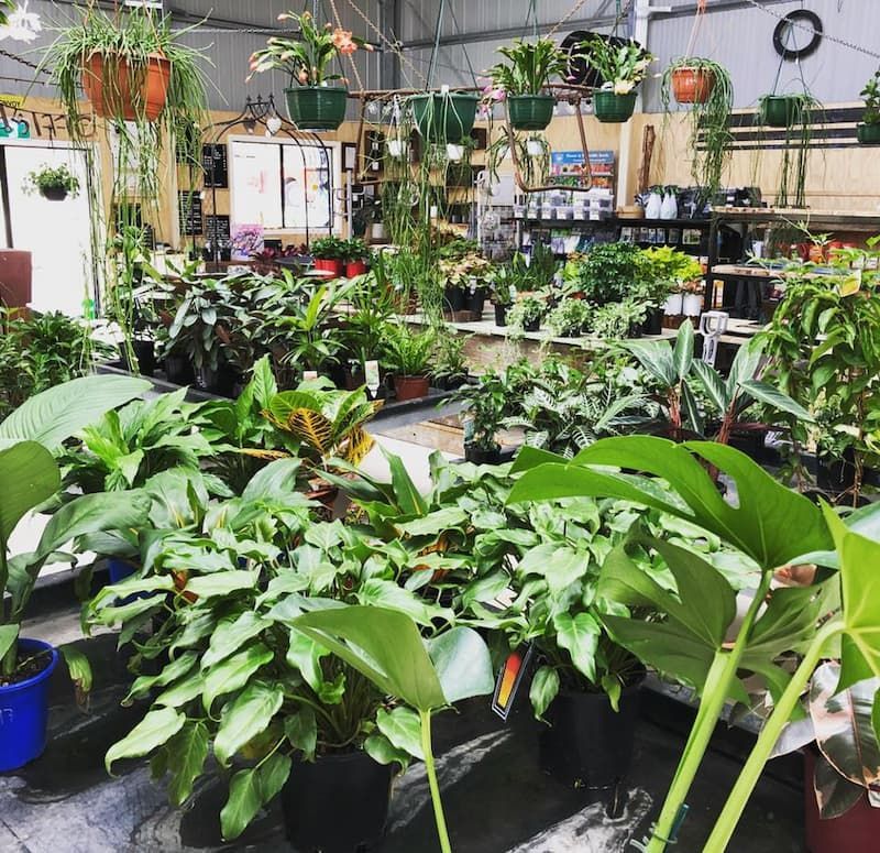 A Greenhouse Filled With Lots Of Potted Plants And Hanging Baskets — Schutz Landscape and Garden Supplies in Tomerong, NSW