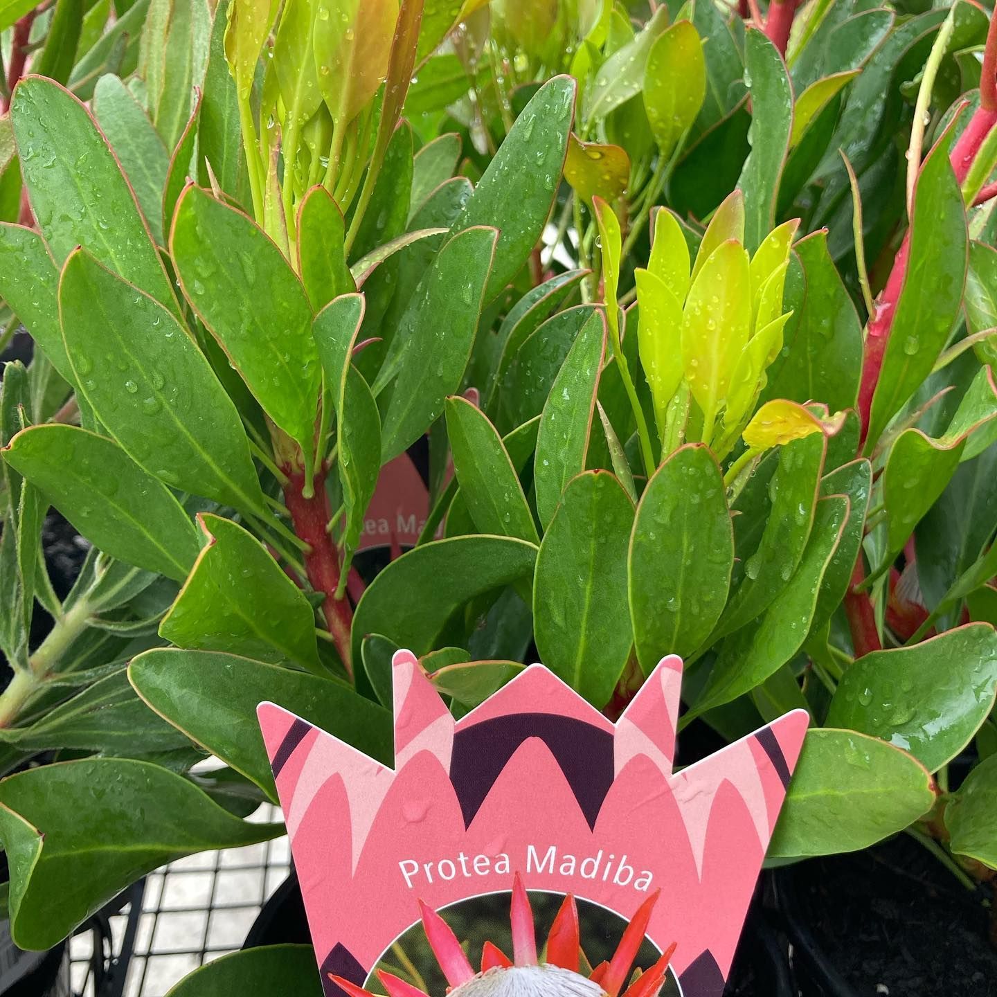 A Potted Plant With A Pink Label That Says Protea Madiba — Schutz Landscape and Garden Supplies in Ulladulla, NSW