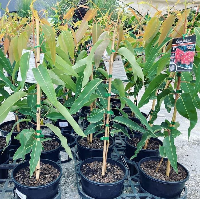 A Bunch Of Potted Plants Are Sitting On A Shelf — Schutz Landscape and Garden Supplies in Ulladulla, NSW