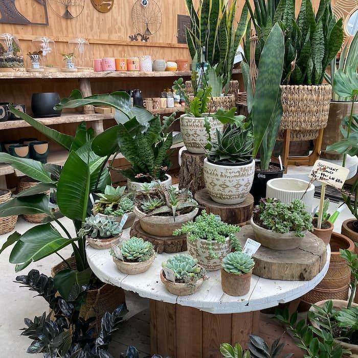A Bunch Of Potted Plants Are Sitting On Top Of A Wooden Table — Schutz Landscape and Garden Supplies in Tomerong, NSW