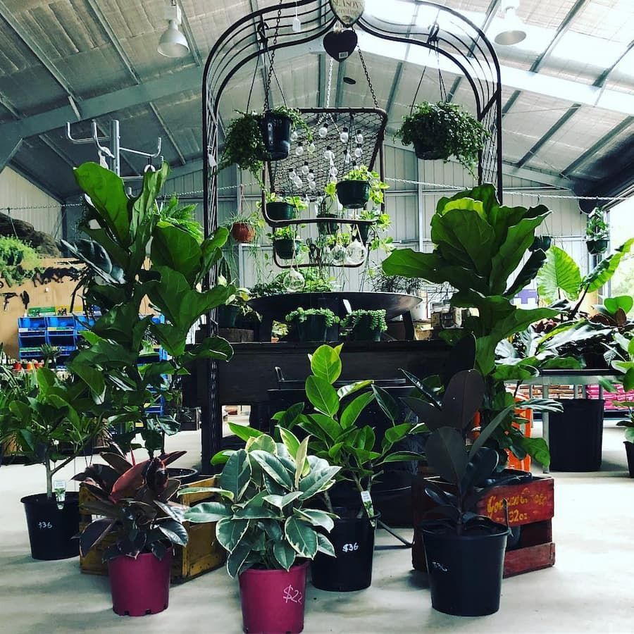 A Bunch Of Potted Plants Are Sitting On The Floor In A Greenhouse — Schutz Landscape and Garden Supplies in Tomerong, NSW