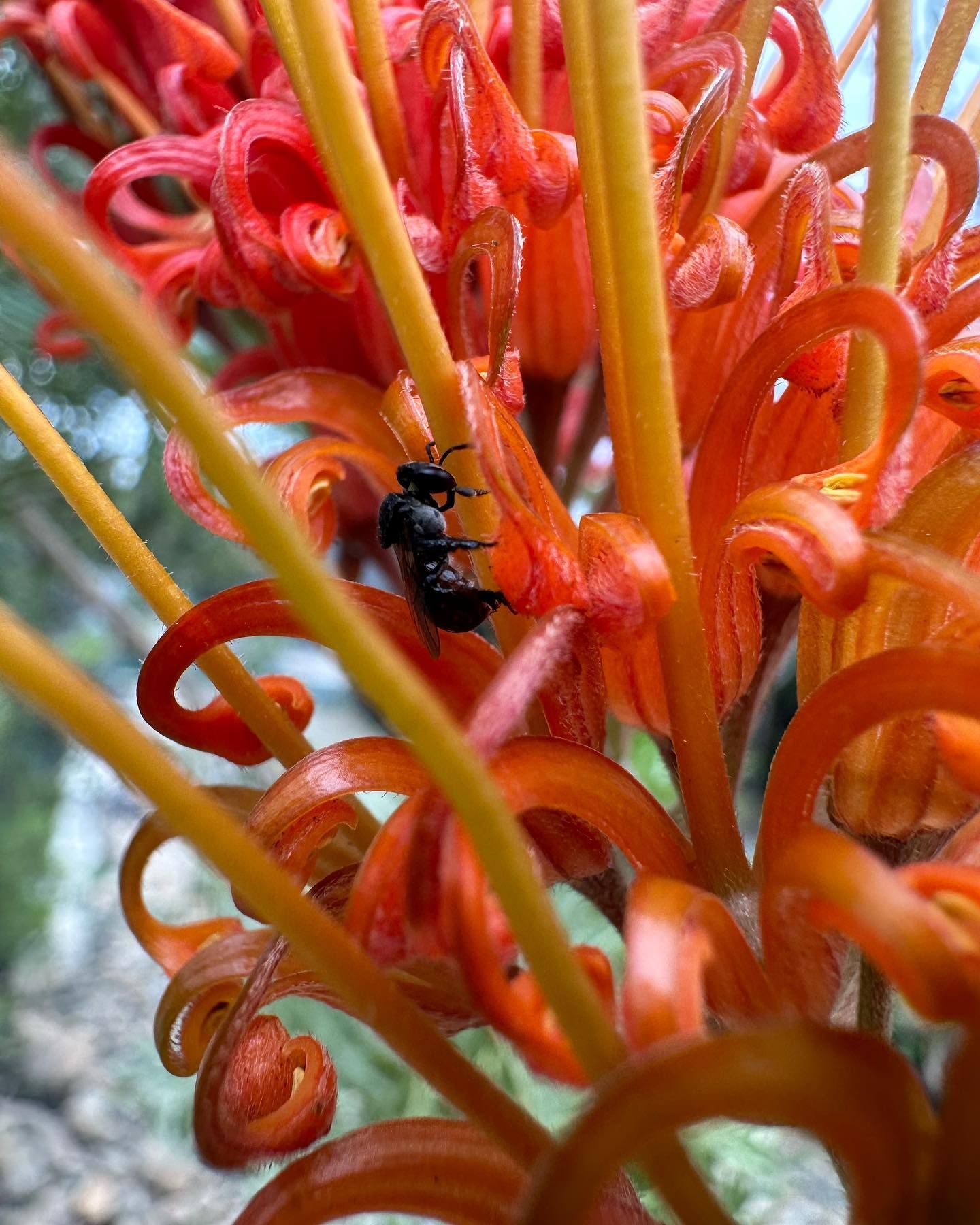 A Black Bug Is Sitting On A Red Flower — Schutz Landscape and Garden Supplies in Nowra, NSW