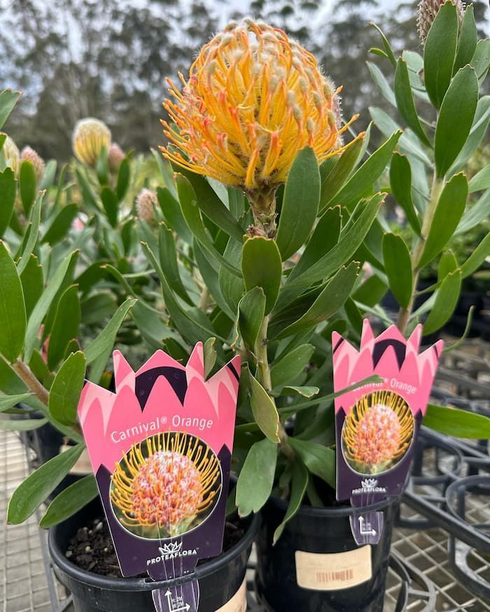 Two Potted Plants With Labels On Them Are Sitting On A Table — Schutz Landscape and Garden Supplies in Nowra, NSW