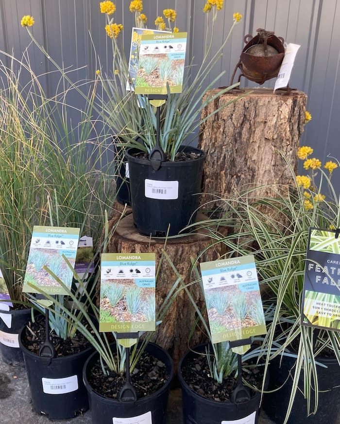 A Bunch Of Potted Plants Are Sitting On Top Of A Tree Stump — Schutz Landscape and Garden Supplies in Berry, NSW