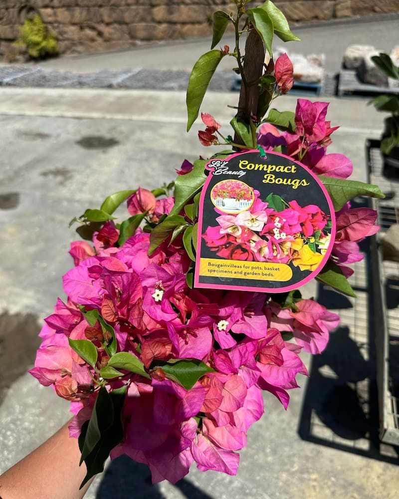 A Person Is Holding A Bunch Of Pink Flowers With A Tag On It — Schutz Landscape and Garden Supplies in Shoalhaven, NSW