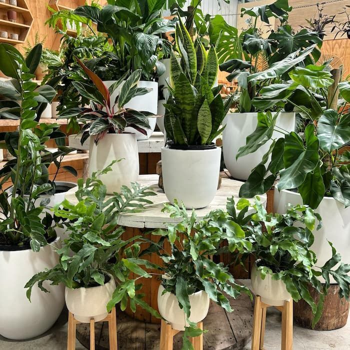 A Bunch Of Potted Plants Are Sitting On A Table — Schutz Landscape and Garden Supplies in Tomerong, NSW