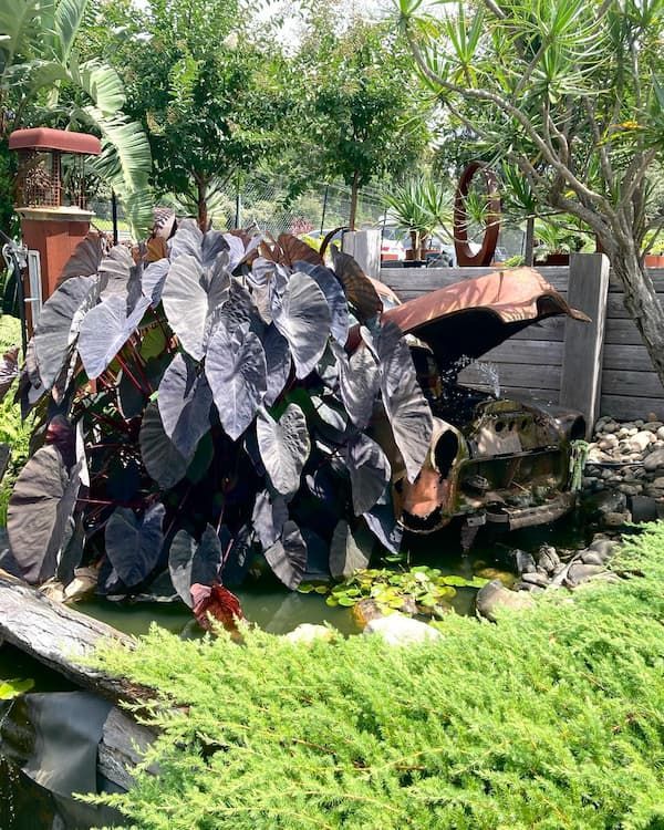 A Large Plant With Purple Leaves Is In A Garden Next To A Pond — Schutz Landscape and Garden Supplies in Berry, NSW