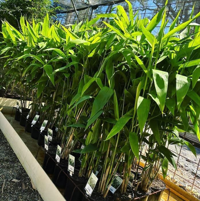 A Row Of Potted Plants With Green Leaves — Schutz Landscape and Garden Supplies in Kangaroo Valley, NSW