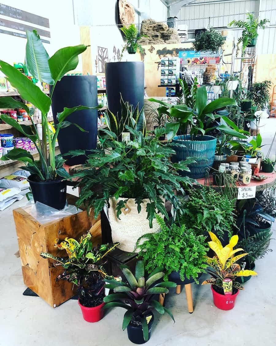 A Bunch Of Potted Plants Are Sitting On A Table In A Store — Schutz Landscape and Garden Supplies in Tomerong, NSW