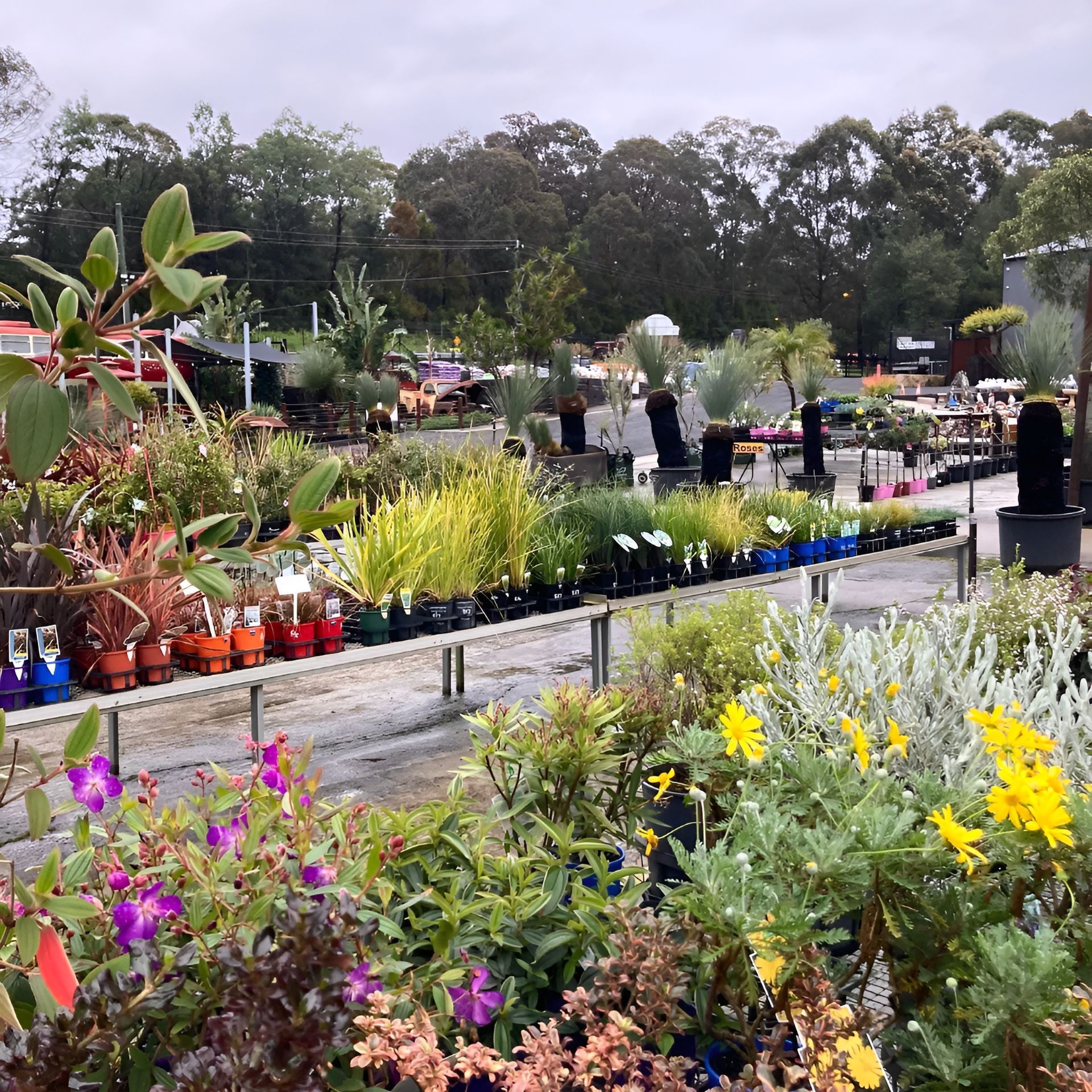 A Person Is Holding A Pitcher Plant In Their Hand — Schutz Landscape and Garden Supplies in Tomerong, NSW