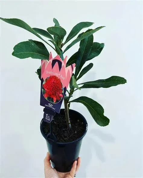 A Person Is Holding A Plant In A Black Pot — Schutz Landscape and Garden Supplies in Tomerong, NSW