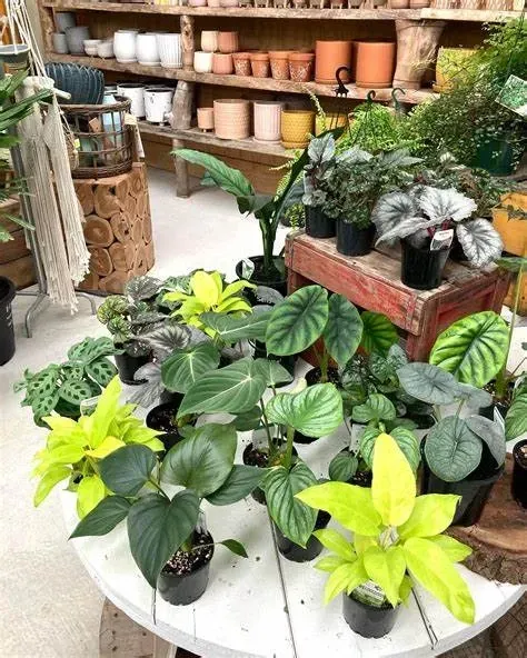 A Table With Lots Of Potted Plants On It — Schutz Landscape and Garden Supplies in Tomerong, NSW