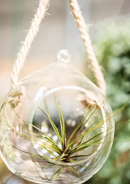 A Close Up Of An Air Plant In A Glass Vase Hanging From A Rope — Schutz Landscape and Garden Supplies in Tomerong, NSW
