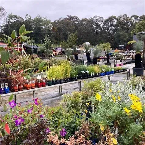 A Garden Center Filled With Lots Of Potted Plants And Flowers — Schutz Landscape and Garden Supplies in Tomerong, NSW