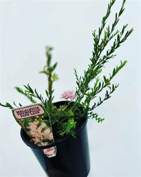A Small Plant In A Black Pot With A Label On It — Schutz Landscape and Garden Supplies in Tomerong, NSW