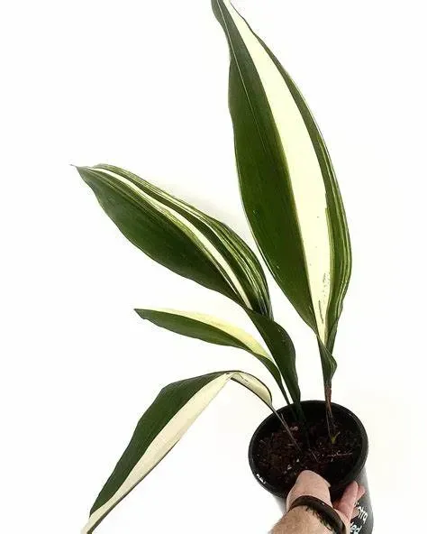 A Person Is Holding A Potted Plant With Green And White Leaves — Schutz Landscape and Garden Supplies in Tomerong, NSW