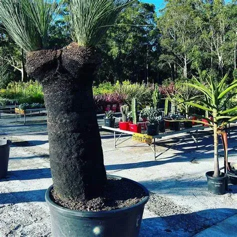 A Large Potted Plant Is Sitting In A Garden — Schutz Landscape and Garden Supplies in Tomerong, NSW