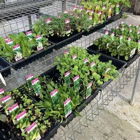 A Bunch Of Potted Plants Are Sitting On A Table — Schutz Landscape and Garden Supplies in Tomerong, NSW