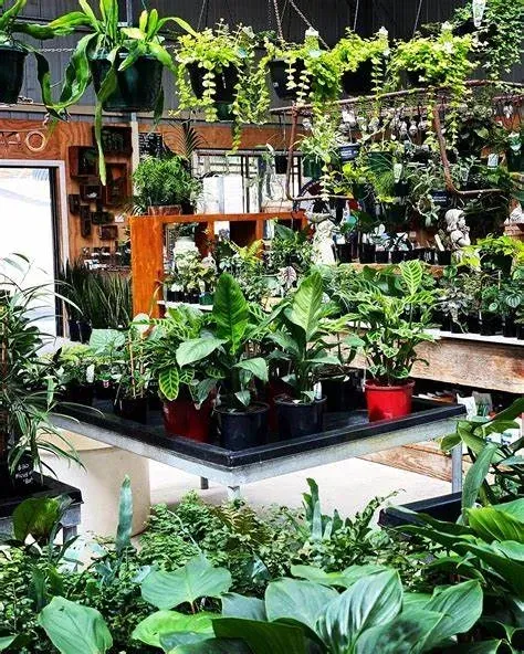 A Greenhouse Filled With Lots Of Potted Plants — Schutz Landscape and Garden Supplies in Tomerong, NSW