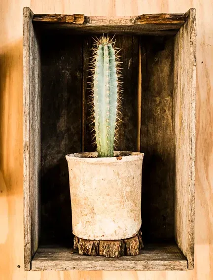 A Cactus In A Pot Is Sitting In A Wooden Box — Schutz Landscape and Garden Supplies in Tomerong, NSW
