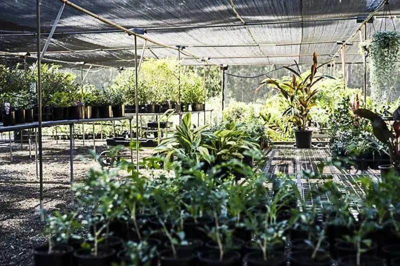 A Greenhouse Filled With Lots Of Potted Plants — Schutz Landscape and Garden Supplies in Tomerong, NSW
