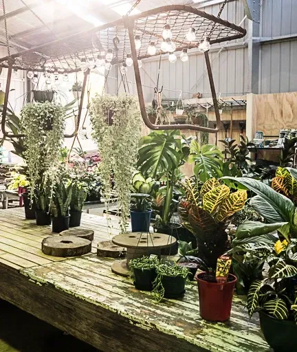A Bunch Of Potted Plants Are Sitting On A Wooden Table — Schutz Landscape and Garden Supplies in Tomerong, NSW
