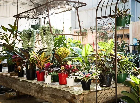 A Table With Potted Plants On It In A Greenhouse — Schutz Landscape and Garden Supplies in Tomerong, NSW