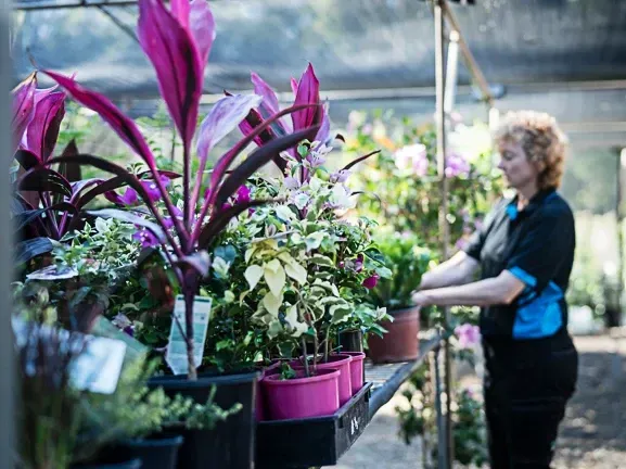 A Woman Is Standing In A Greenhouse Looking At Potted Plants — Schutz Landscape and Garden Supplies in Tomerong, NSW