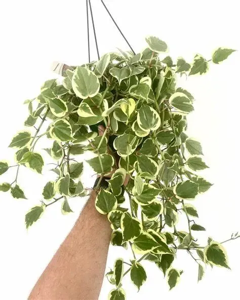 A Person Is Holding A Hanging Plant With Green And White Leaves — Schutz Landscape and Garden Supplies in Tomerong, NSW