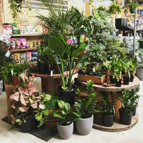 A Bunch Of Potted Plants Are Sitting On A Wooden Spool — Schutz Landscape and Garden Supplies in Tomerong, NSW