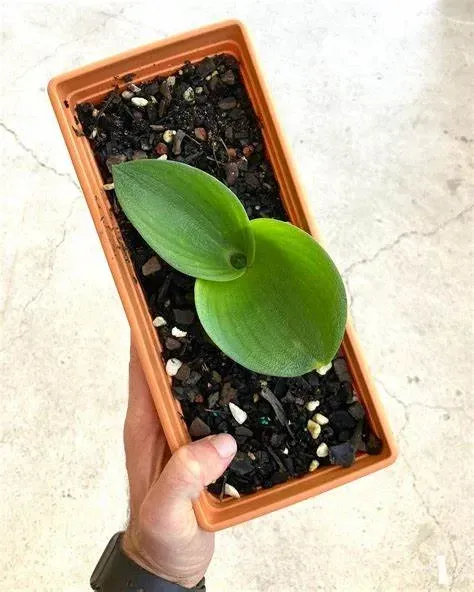 A Person Is Holding A Small Plant In A Pot — Schutz Landscape and Garden Supplies in Tomerong, NSW
