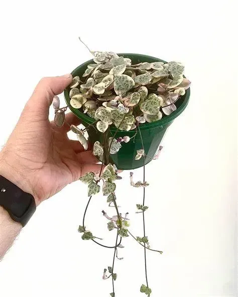 A Person Is Holding A Potted Plant In Their Hand — Schutz Landscape and Garden Supplies in Tomerong, NSW