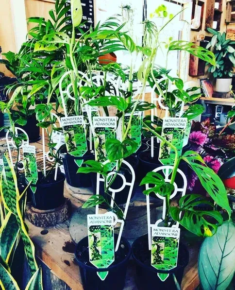 A Bunch Of Monstera Plants Are Sitting On A Table — Schutz Landscape and Garden Supplies in Tomerong, NSW