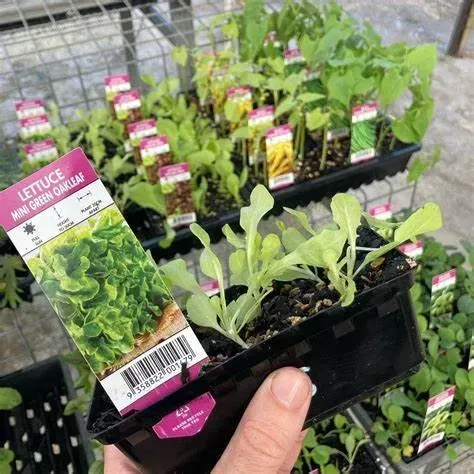 A Person Is Holding A Small Potted Plant Of Lettuce — Schutz Landscape and Garden Supplies in Tomerong, NSW
