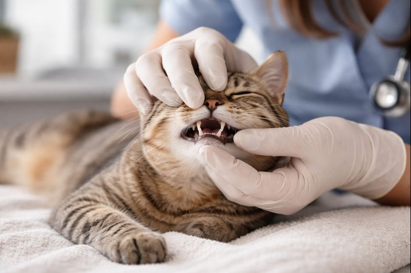 Cat's teeth being examined by gloved hands at a vet's office.
