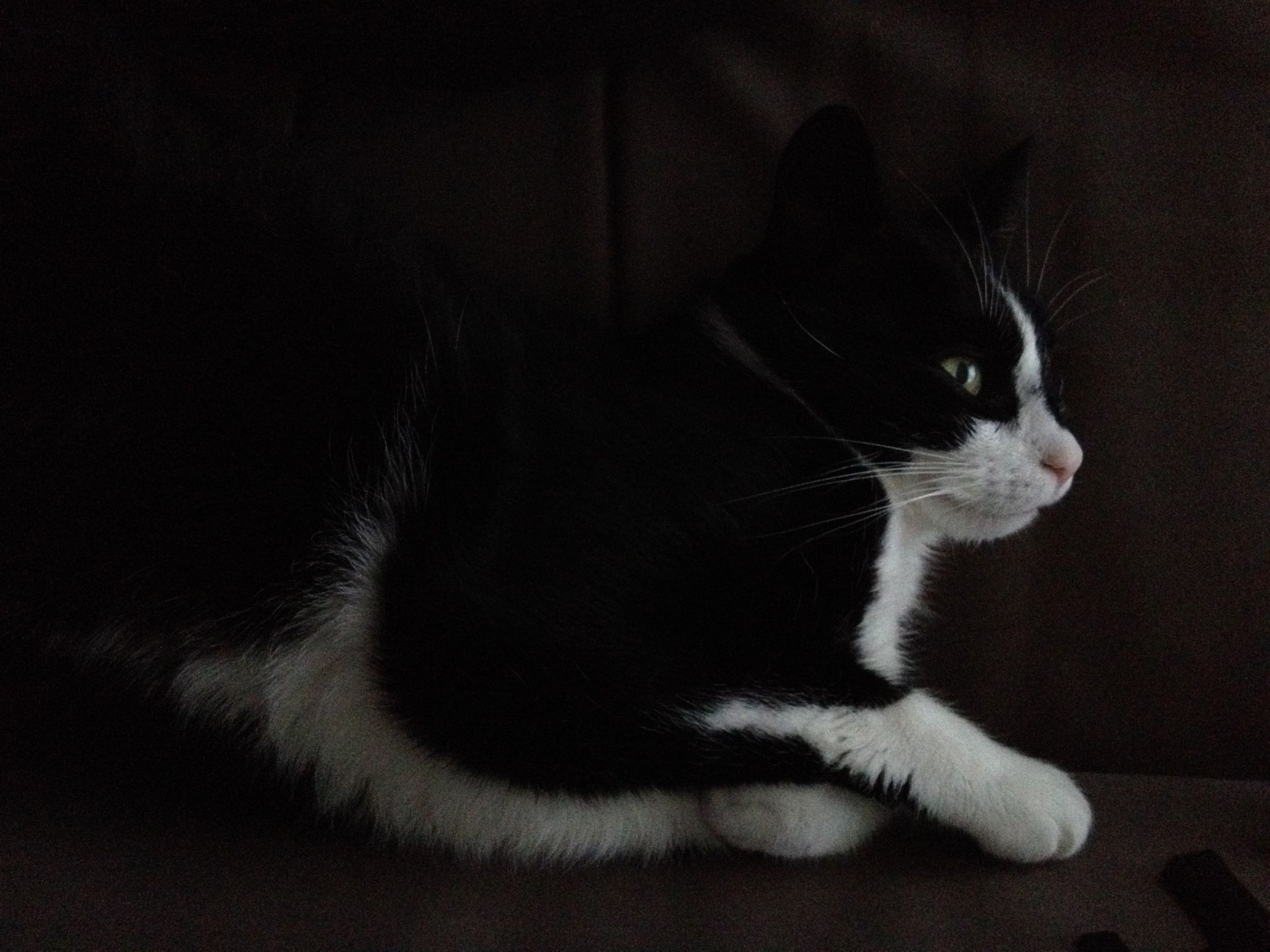 Black and white tuxedo cat resting on a brown surface, looking right. Its paws are crossed.