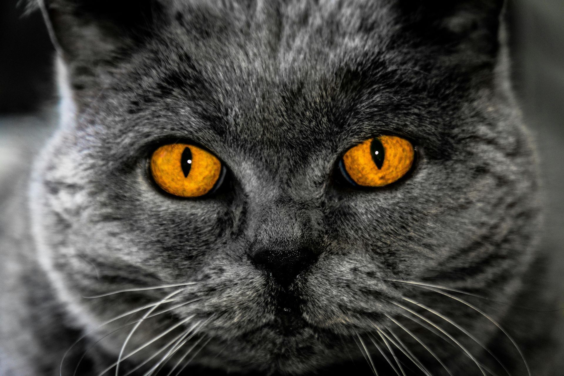 A close up of a gray cat with yellow eyes looking at the camera.