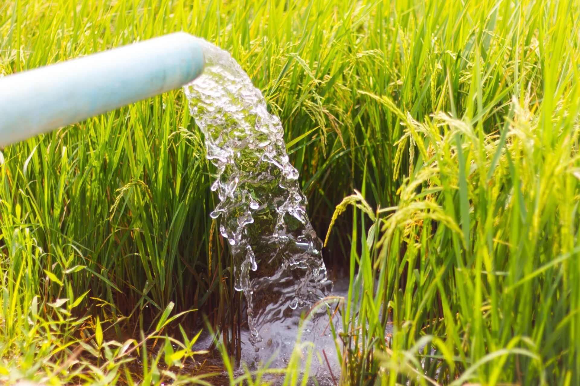 disintasamento fogne