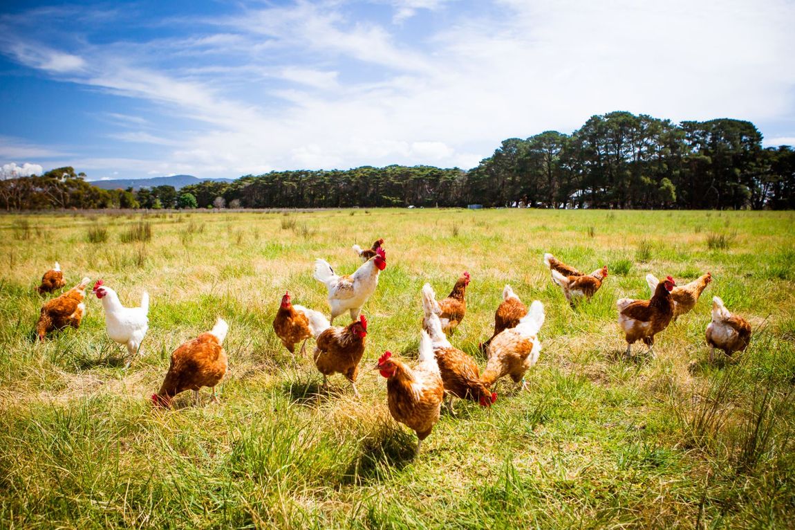 galline dell'azienda agricola