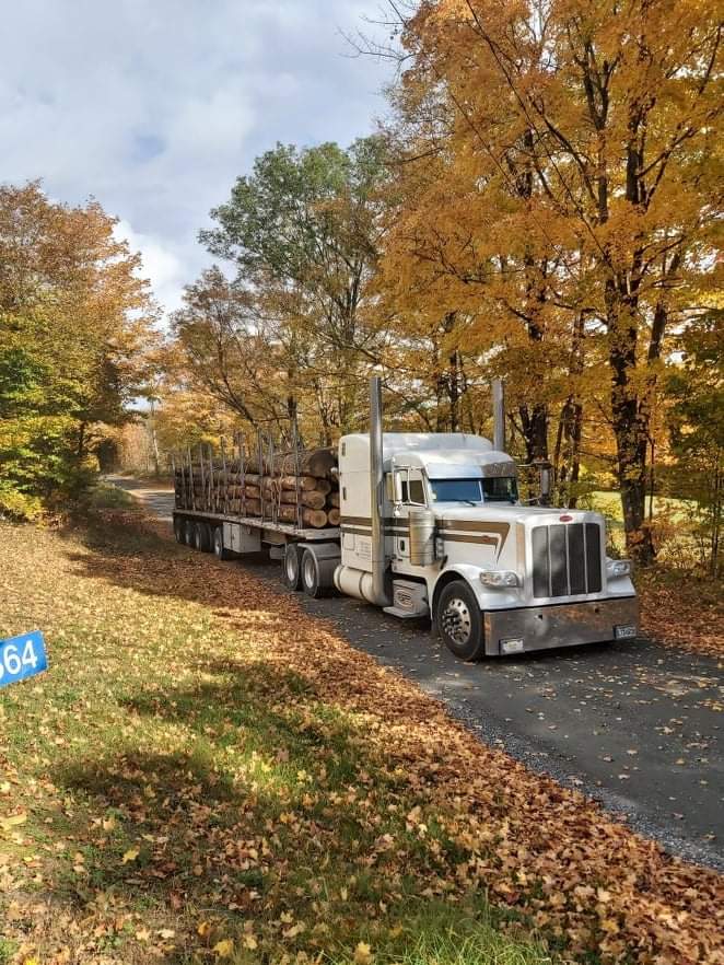 Un semi-camion roule sur une route dans les bois.