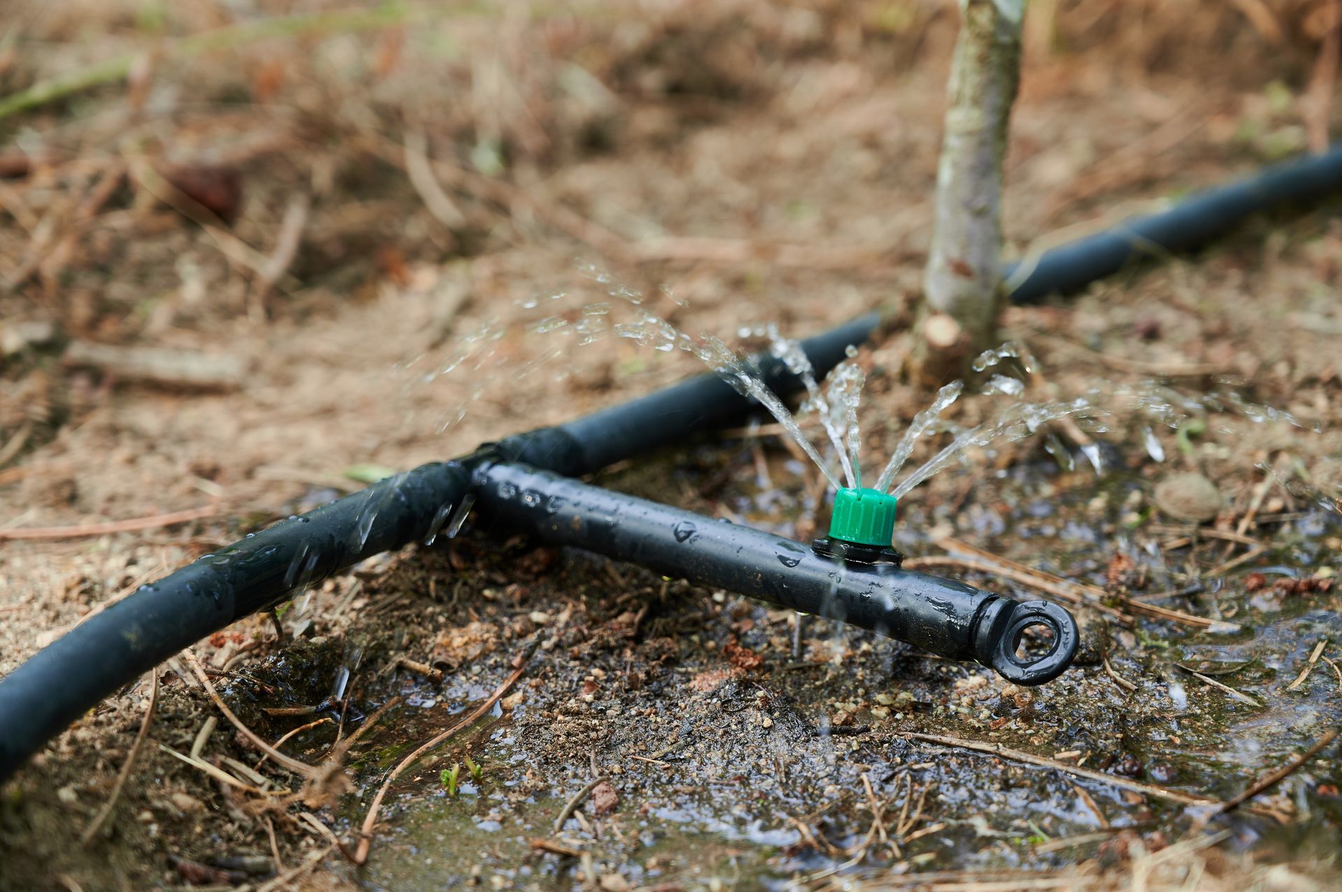 A drip irrigation system is being used to water a tree.