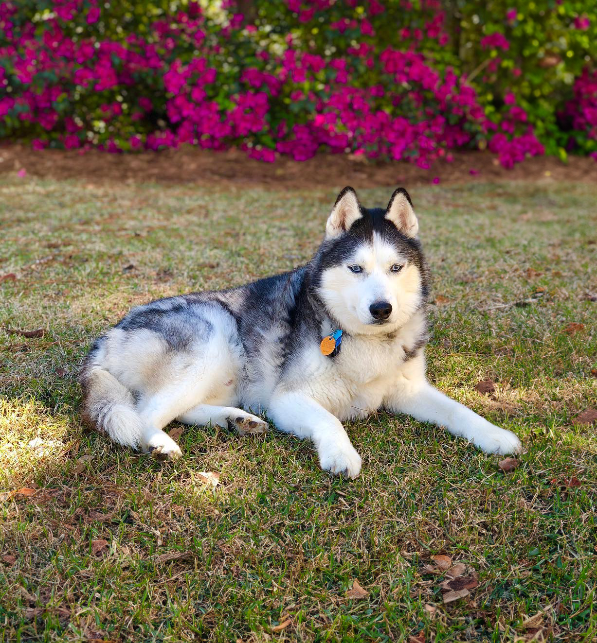 A husky dog is sitting next to paw prints on a white background.