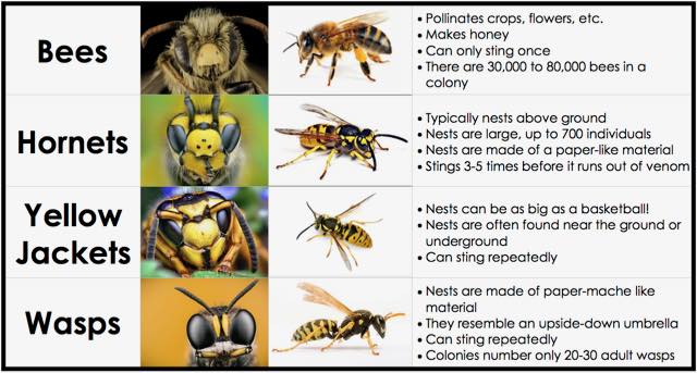 Pest Control Services — Different Types Of Bees in Oak Hill, OH